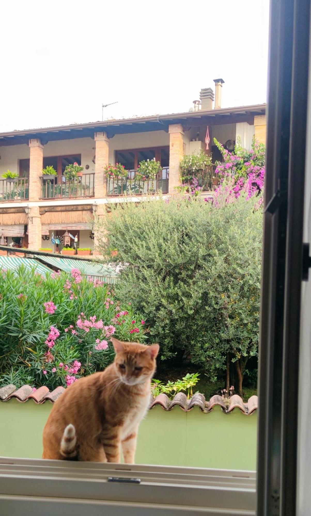 Dolce Lago B&B San Felice del Benaco Dış mekan fotoğraf